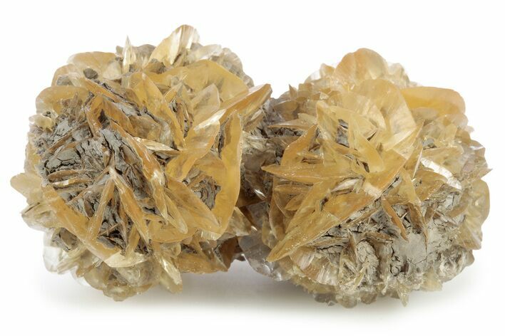 Twinned Selenite Crystals (Fluorescent) - Red River Floodway #242626